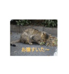 不機嫌そうな顔したネコさん（個別スタンプ：6）