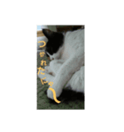 不機嫌そうな顔したネコさん（個別スタンプ：8）