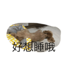 Dog+Cat（個別スタンプ：1）