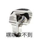 Dog+Cat（個別スタンプ：3）