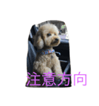Dog+Cat（個別スタンプ：4）