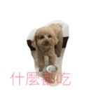 Dog+Cat（個別スタンプ：5）