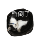 Dog+Cat（個別スタンプ：6）