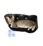 Dog+Cat（個別スタンプ：7）