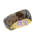 Dog+Cat（個別スタンプ：8）
