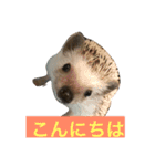 ハリネズミもちの日常、（個別スタンプ：1）