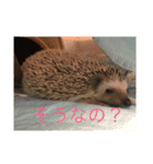 ハリネズミもちの日常、（個別スタンプ：3）
