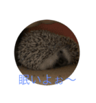 ハリネズミもちの日常、（個別スタンプ：4）