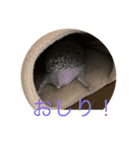 ハリネズミもちの日常、（個別スタンプ：5）