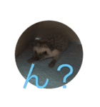 ハリネズミもちの日常、（個別スタンプ：6）