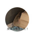 ハリネズミもちの日常、（個別スタンプ：8）