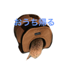 ハリネズミもちの日常、（個別スタンプ：9）