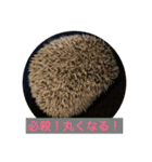 ハリネズミもちの日常、（個別スタンプ：10）
