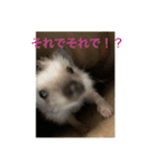 ハリネズミもちの日常、（個別スタンプ：11）