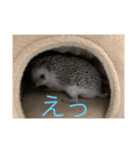 ハリネズミもちの日常、（個別スタンプ：14）