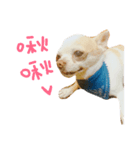 babycoco（個別スタンプ：1）