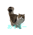 chocosan stamp（個別スタンプ：1）
