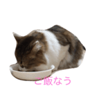 chocosan stamp（個別スタンプ：3）