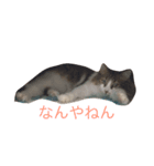 chocosan stamp（個別スタンプ：4）