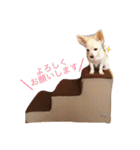 ラブラドールとチワックス。（個別スタンプ：5）