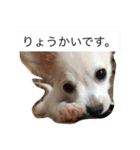 ラブラドールとチワックス。（個別スタンプ：10）