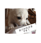 ラブラドールとチワックス。（個別スタンプ：15）