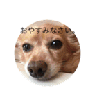 ラブラドールとチワックス。（個別スタンプ：19）