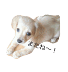 ラブラドールとチワックス。（個別スタンプ：24）
