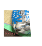 床屋さんのそらちゃんパート2（個別スタンプ：7）