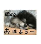 ごん太の日（個別スタンプ：4）