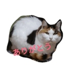 Calico cat Luna（個別スタンプ：1）