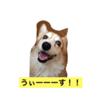 LETenjoy（個別スタンプ：1）