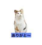 LETenjoy（個別スタンプ：2）
