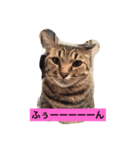 LETenjoy（個別スタンプ：3）