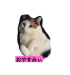 LETenjoy（個別スタンプ：6）