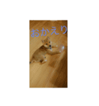 豆柴まろ（個別スタンプ：2）