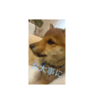 豆柴まろ（個別スタンプ：3）