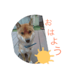 豆柴まろ（個別スタンプ：4）