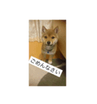豆柴まろ（個別スタンプ：6）