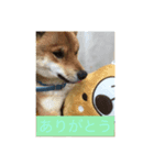 豆柴まろ（個別スタンプ：7）