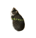 ulu ＆ loco（個別スタンプ：4）