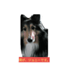 Johnny*Johnny（個別スタンプ：5）