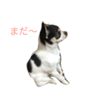 みんと1(チワワ)（個別スタンプ：3）