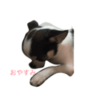 みんと1(チワワ)（個別スタンプ：5）