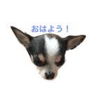 みんと1(チワワ)（個別スタンプ：6）