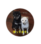 柴犬 佐助くん桜ちゃん（個別スタンプ：3）