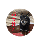 柴犬 佐助くん桜ちゃん（個別スタンプ：4）