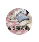 柴犬 佐助くん桜ちゃん（個別スタンプ：5）