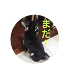 柴犬 佐助くん桜ちゃん（個別スタンプ：6）