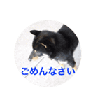 柴犬 佐助くん桜ちゃん（個別スタンプ：7）